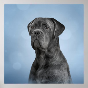 Poster Dessin de Cane Corso - Mastiff italien