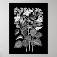Dessin de charbon de bois des fleurs italiennes d'