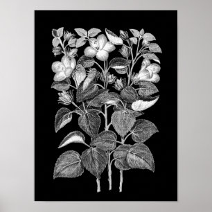 Poster Dessin de charbon de bois des fleurs italiennes d'