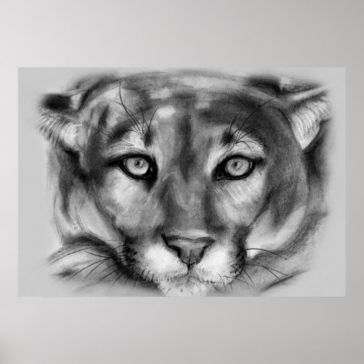 Poster Dessin de cougar (Devant)