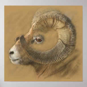 Poster Dessin de craie de Big Horn