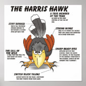 Poster Dessin de Harris Hawk (Devant)