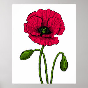 Poster Dessin de pavot rouge