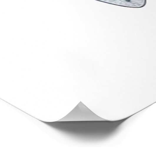 Poster Dessin de requin (Coin)