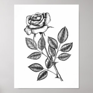 Poster Dessin de rose 2