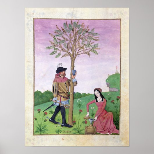 Poster Dessin de sap à partir d'un arbre (Devant)