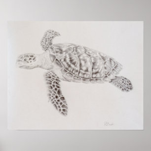 Poster Dessin de tortue de mer côtière