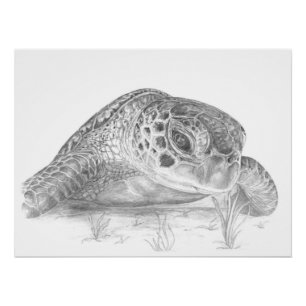 Poster Dessin de tortue de mer verte