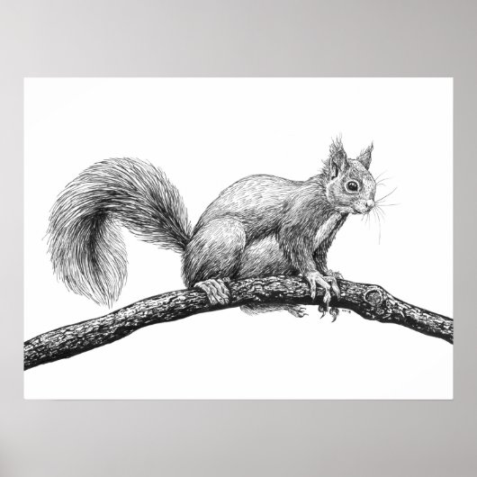 Poster Dessin d'écureuil (Devant)