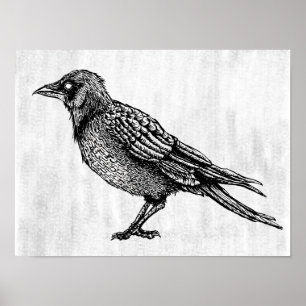 Poster Dessin d'encre gothique noir et blanc corbeau