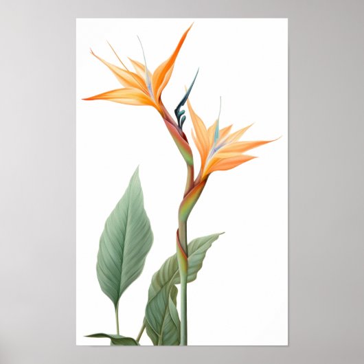 Poster Dessin d'oiseau de paradis (fleur) (Devant)