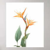 Poster Dessin d'oiseau de paradis (fleur) (Devant)