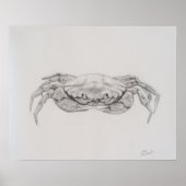 Poster Dessin du crabe côtier (Devant)