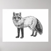 Poster Dessin Fox (Devant)