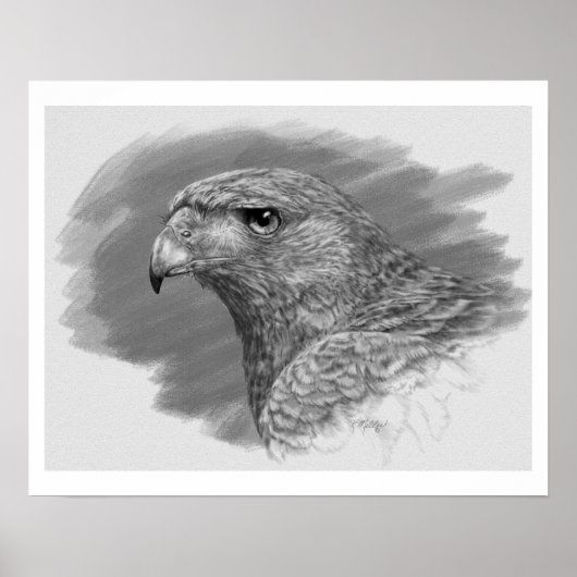 Poster Dessin Harris Hawk (Devant)