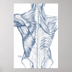 Poster Dessin Médical Vintage Muscles du Dos Bleu (1890)