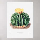 Poster Dessin Nopal d'une image Plante Cactus Fleur Cactu (Devant)