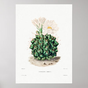 Poster Dessin Nopal d'une image Plante Cactus Fleur Cactu