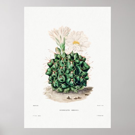 Poster Dessin Nopal d'une image Plante Cactus Fleur Cactu (Devant)