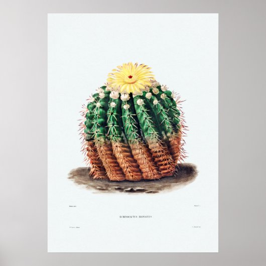 Poster Dessin Nopal d'une image Plante Cactus Fleur Cactu (Devant)