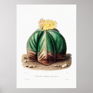 Poster Dessin Nopal d'une image Plante Cactus Fleur Cactu