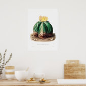 Poster Dessin Nopal d'une image Plante Cactus Fleur Cactu (Cuisine)