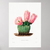 Poster Dessin Nopal d'une image Plante Cactus Fleur Cactu (Devant)