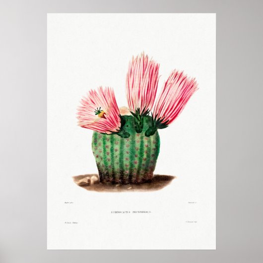 Poster Dessin Nopal d'une image Plante Cactus Fleur Cactu (Devant)