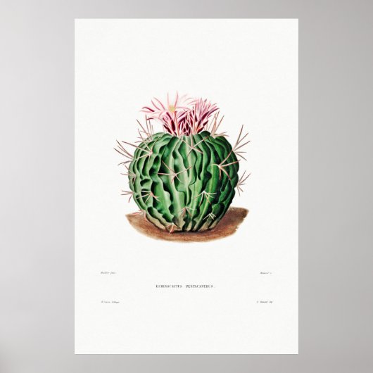 Poster Dessin Nopal d'une image Plante Cactus Fleur Cactu (Devant)