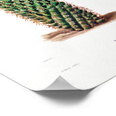 Poster Dessin Nopal d'une image Plante Cactus Fleur Cactu (Coin)