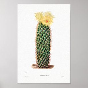 Poster Dessin Nopal d'une image Plante Cactus Fleur Cactu