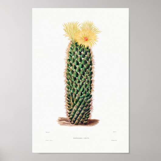 Poster Dessin Nopal d'une image Plante Cactus Fleur Cactu (Devant)