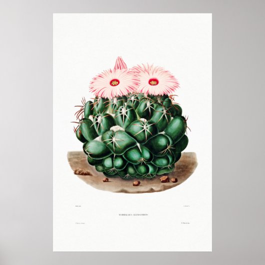 Poster Dessin Nopal d'une image Plante Cactus Fleur Cactu (Devant)
