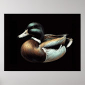 Poster Dessin Pastel Duck Decoy (Devant)