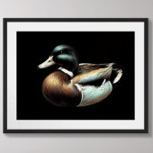 Poster Dessin Pastel Duck Decoy