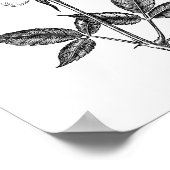 Poster dessin rose (Coin)