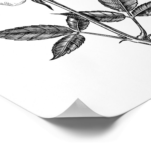 Poster dessin rose (Coin)