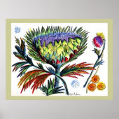 Poster Dessin Thistle42 (Devant)