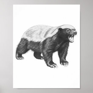 Poster Dessin vintage de blaireau à miel faune réaliste A