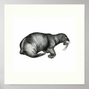 Poster Dessin Walrus vintage Dessin Dessin Dessin