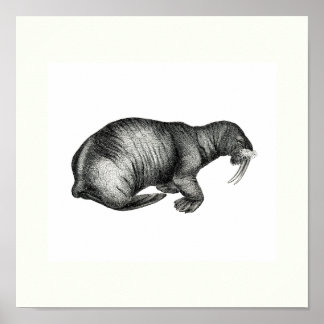 Poster Dessin Walrus vintage Dessin Dessin Dessin
