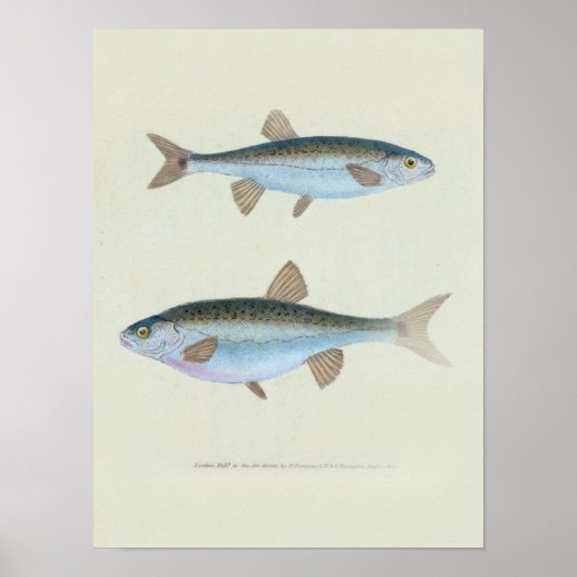 Poster Dessin zoologique de deux poissons (Devant)