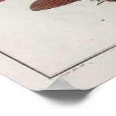 Poster Dessin Zoologique Retro Vintage Cute Puffer Fish (Coin)