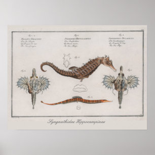 Poster Dessin Zoologique Vintage Rétro