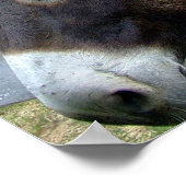 Poster Destinée de l'animal de ferme Mulet Âne (Coin)