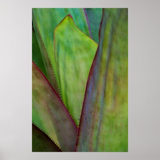 Poster Détail de la plante d'Agave (Devant)