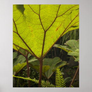 Poster Détail de plante dans un jardin botanique, Équateu