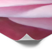 Poster Détail rose rosé, fleur de jardin naturel (Coin)