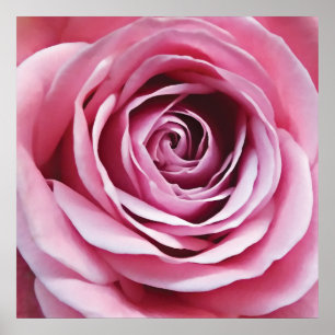 Poster Détail rose rosé, fleur de jardin naturel