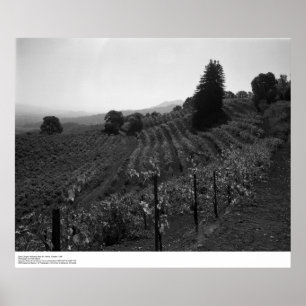Poster Détail, Vignobles Draper près de St. Helena, 1966